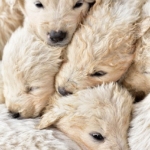 Thumbnail of post image 029