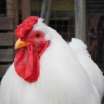 Thumbnail of post image 086